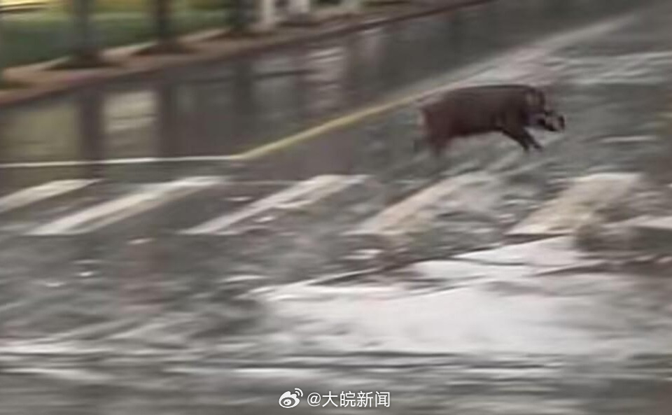 池州一高校內(nèi)驚現(xiàn)狂奔野豬，事件回顧與生態(tài)警示，池州高校野豬狂奔事件，回顧與生態(tài)警示