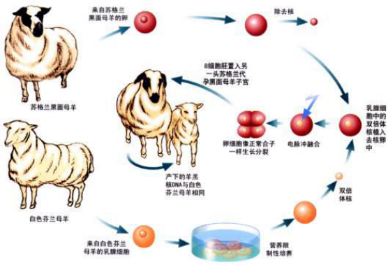 克隆技術(shù)最新情況