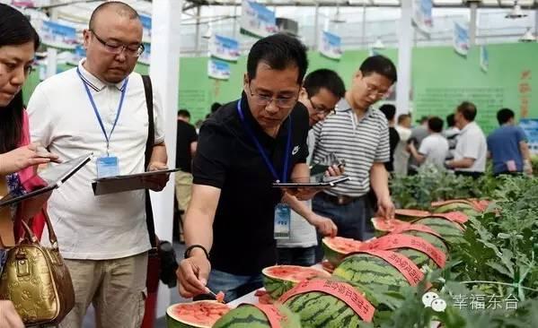 東臺西瓜最新價格動態(tài)及市場分析，東臺西瓜最新價格動態(tài)與市場分析報告