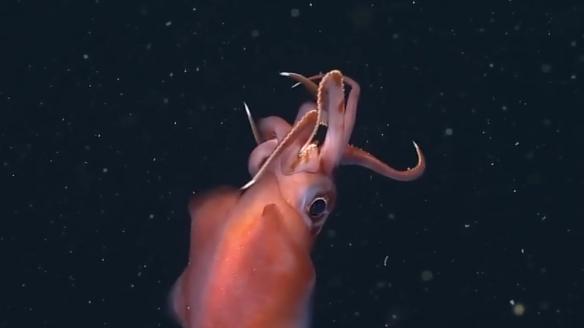 深海水族館隱藏魚最新發(fā)現(xiàn)，探索未知的深海奇跡，深海新發(fā)現(xiàn)揭秘，未知水族館隱藏魚種，探索深海奇跡之旅