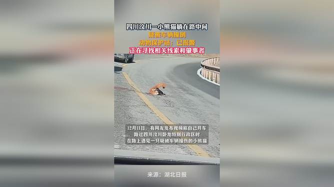 一小熊貓?zhí)稍诼分虚g疑被車撞，生命脆弱需警醒保護意識，小熊貓遭遇車禍，呼吁加強保護意識，警醒生命脆弱