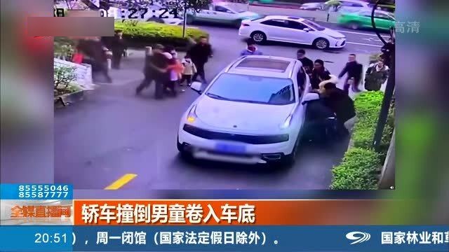 四川小熊貓遭遇車禍