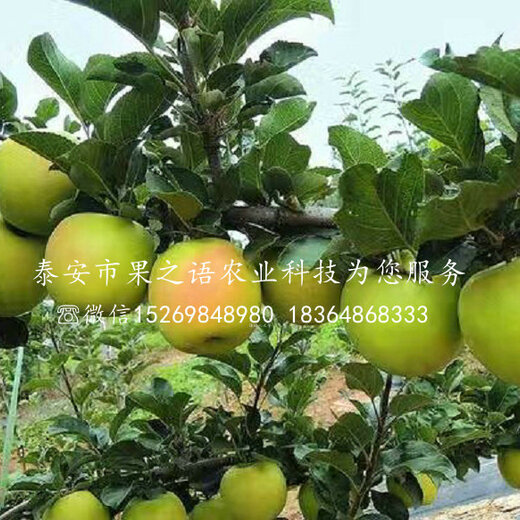 淳化瑞雪蘋果的種植歷史，一種傳統(tǒng)與現(xiàn)代融合的果實傳奇，淳化瑞雪蘋果，傳統(tǒng)種植與現(xiàn)代融合的果實傳奇