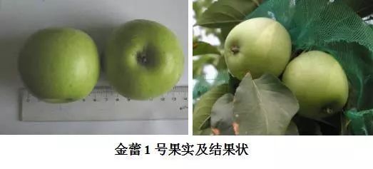 瑞雪蘋果新品種的培育過程