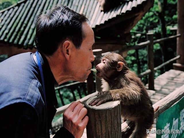 游客與猴子的沖突案例，探究原因與解決方案，游客與猴子沖突案例解析，探究起因及應(yīng)對(duì)策略