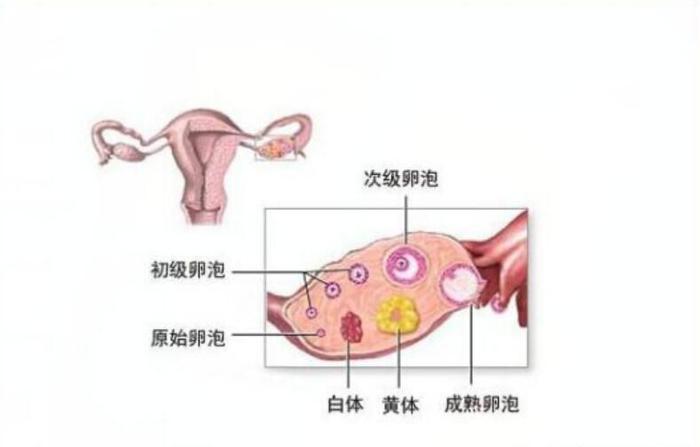 黃體破裂預(yù)防