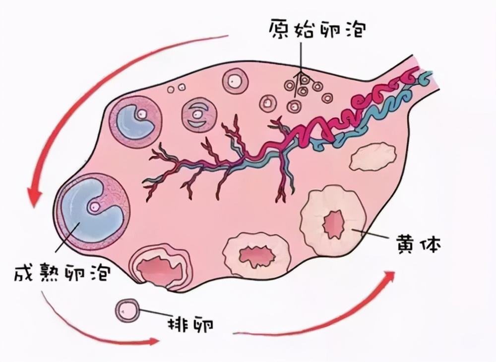 如何正確理解黃體破裂