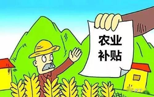 最新水稻補貼政策及其影響分析，最新水稻補貼政策及其影響深度解析