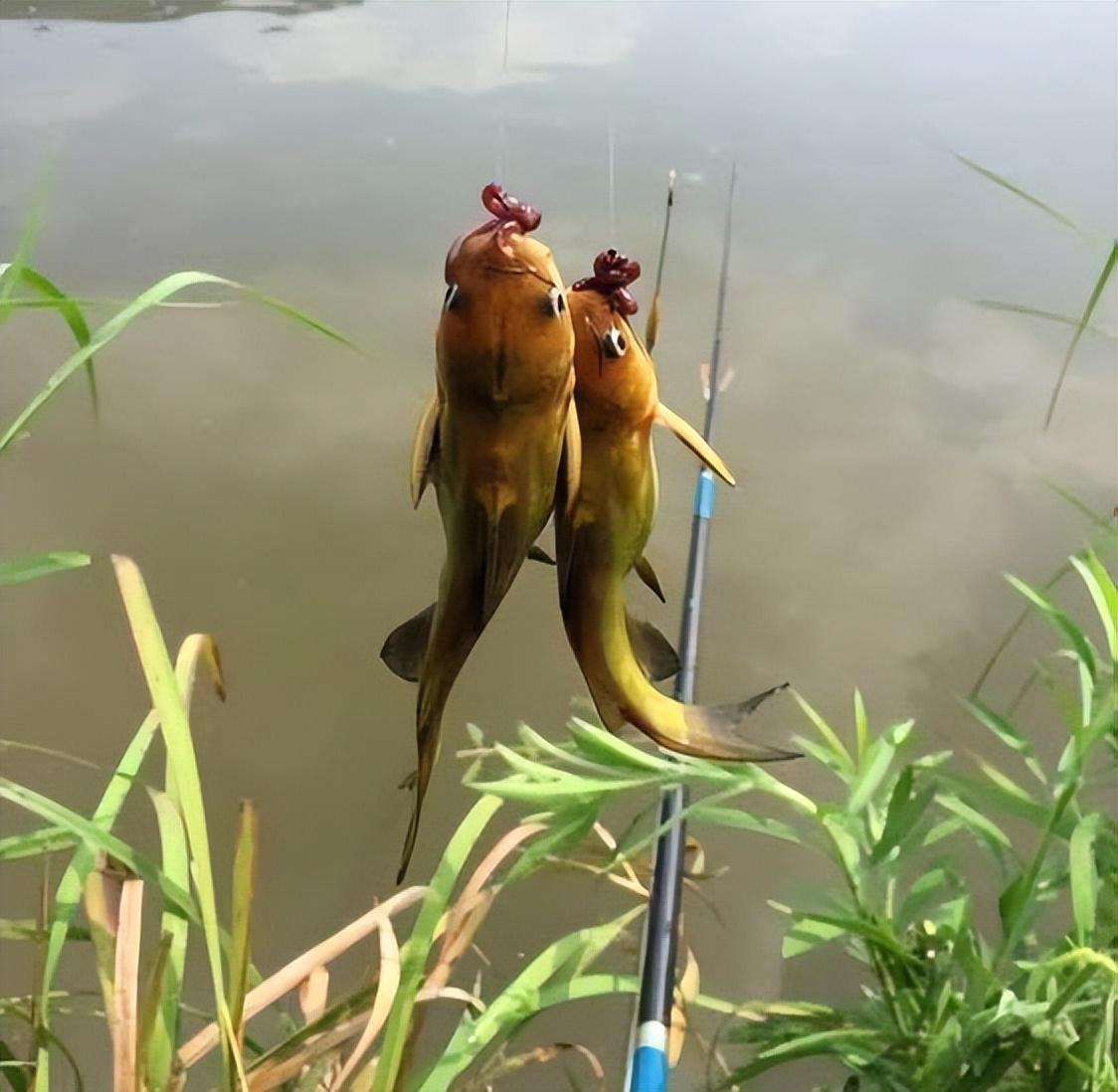 釣魚技巧分享，提高釣魚成功率的關鍵要素，揭秘釣魚技巧，提升成功率的關鍵要素解析