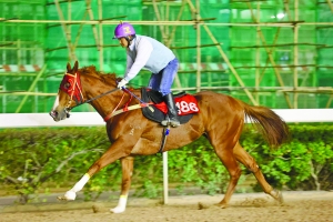 關(guān)于澳門特馬今晚開獎的討論，澳門特馬今晚開獎討論背后的犯罪風險警示