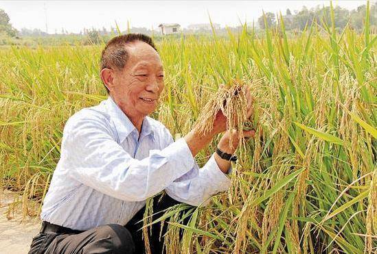 袁隆平最新研究