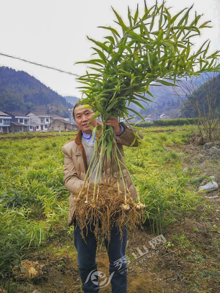 黃精最新行情