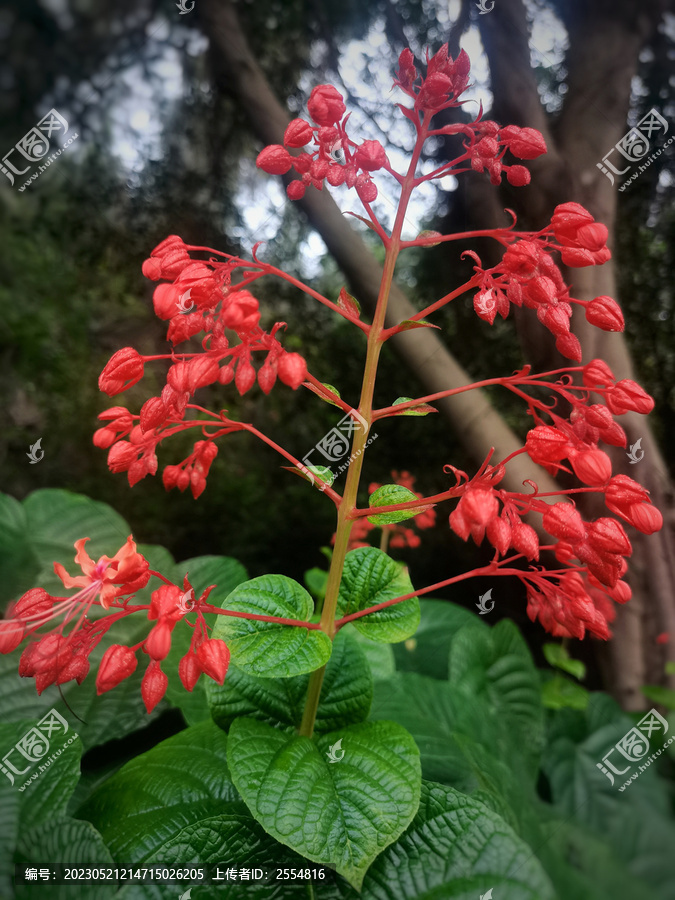 狀元紅97049精準(zhǔn)資料，探索與解析，狀元紅97049精準(zhǔn)資料深度解析與探索