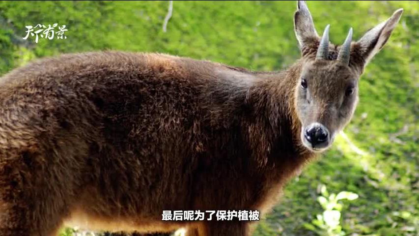 新澳2024今晚開(kāi)獎(jiǎng)資料四不像，探索彩票世界的神秘面紗，探索彩票世界的神秘面紗，新澳2024今晚開(kāi)獎(jiǎng)資料四不像