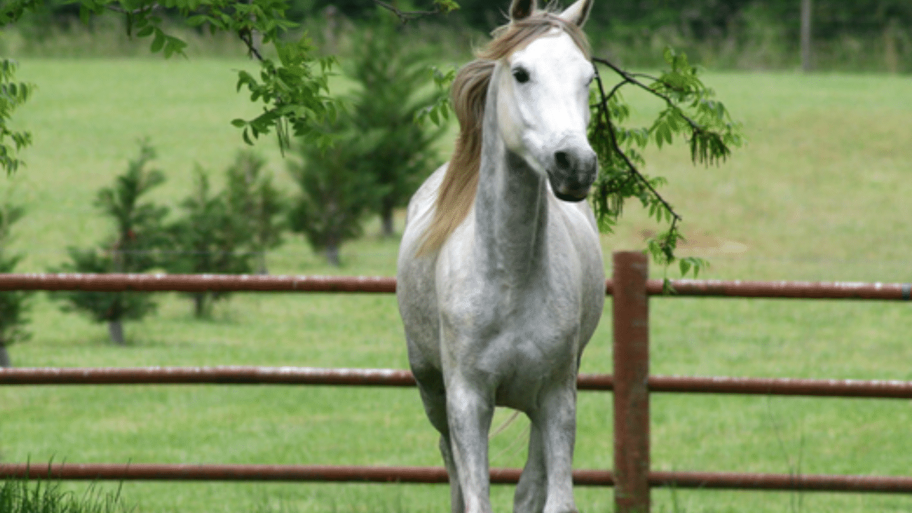 香港2024澳門特馬今晚開(kāi)獎(jiǎng)：專家預(yù)測(cè)與熱門馬匹分析