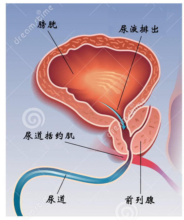 前列腺增大，藥物治療的選擇與效果分析，前列腺增大，藥物治療選擇與效果解析