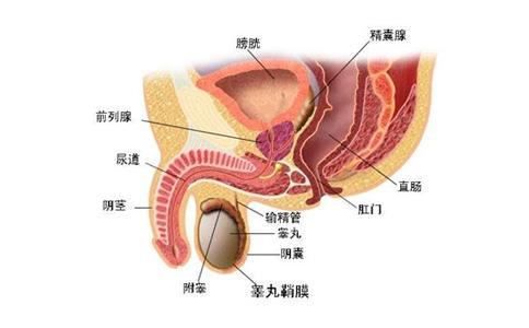 前列腺結(jié)石的治療方法及其重要性，前列腺結(jié)石的治療方法及其重要性解析