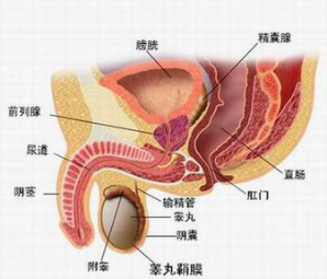 前列腺炎治療需要多少錢(qián)