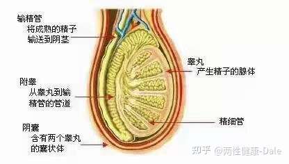 關(guān)于睪丸酮能否促進(jìn)二次發(fā)育的問題探討，關(guān)于睪丸酮對二次發(fā)育影響的探討（敏感話題，請謹(jǐn)慎處理）