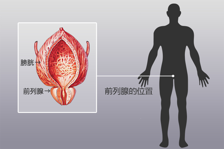 前列腺位置圖片，了解男性健康的重要一環(huán)，前列腺位置圖解，理解男性健康的關(guān)鍵一環(huán)