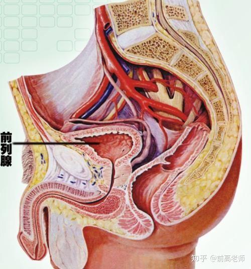 前列腺入門手冊(cè)