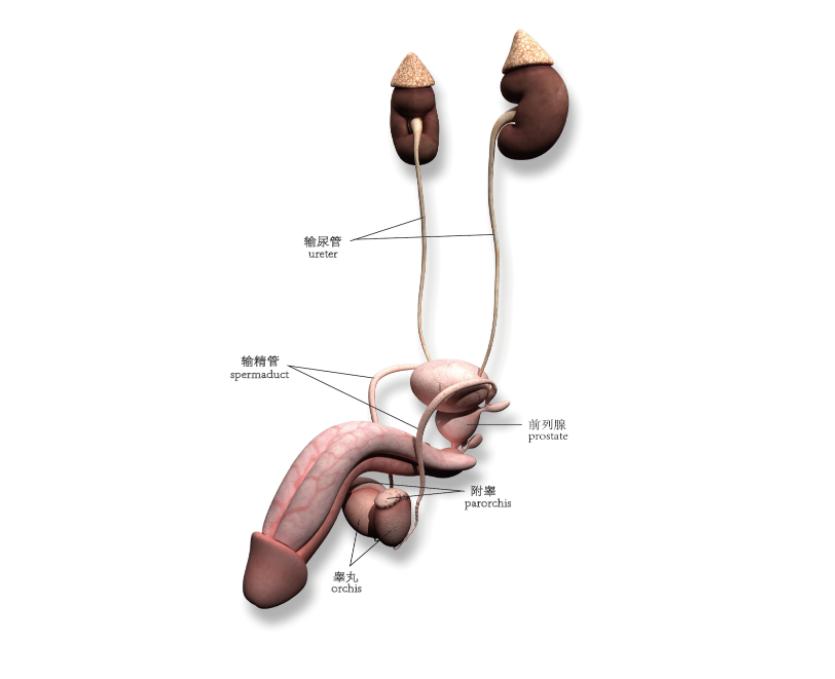 男性生殖問題專業(yè)診療