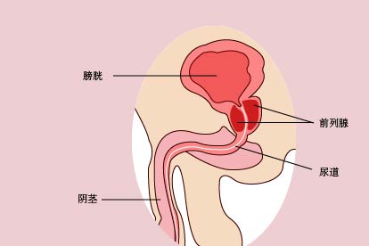 前列腺在哪個(gè)位置示意圖