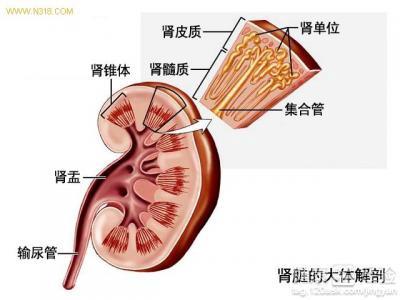 女性腎虛的原因及其影響，女性腎虛的原因與影響解析