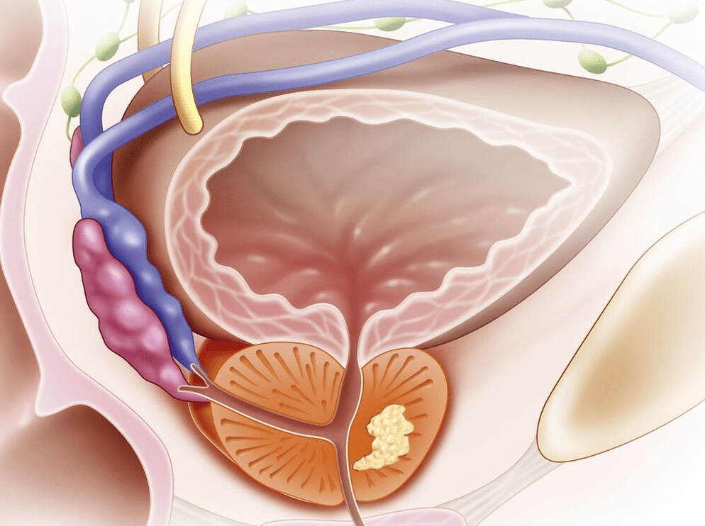 什么是前列腺？深入了解男性重要的生殖器官，前列腺揭秘，深入了解男性重要生殖器官的功能與特點(diǎn)