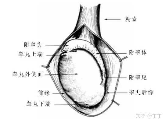 關(guān)于睪丸一邊高一邊低的探討，并非涉黃問題，睪丸高低差異探討，揭秘生理奧秘，避免誤解涉黃話題