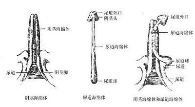 武打技巧與海綿體生長關(guān)系