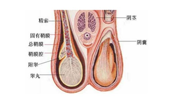 睪丸突然疼痛一會(huì)兒又不疼了，原因、影響與應(yīng)對(duì)措施，睪丸突發(fā)性疼痛的原因、影響及應(yīng)對(duì)措施解析