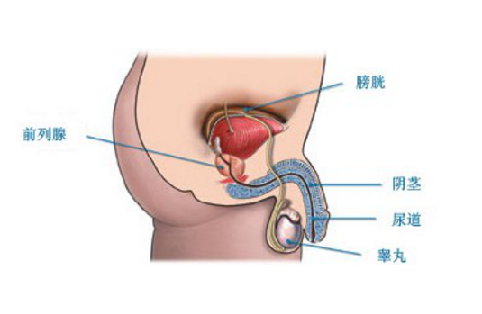 坦索羅辛治療前列腺炎，療程時(shí)長與治療效果分析，坦索羅辛治療前列腺炎，療程與效果深度解析