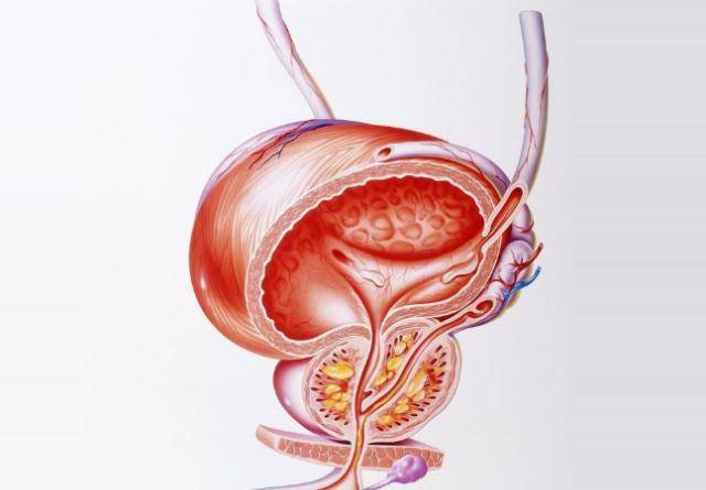前列腺功能重要性